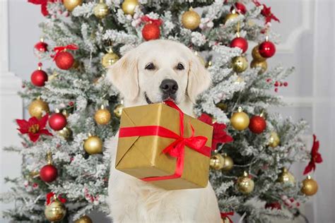 And if you are mulling the idea of giving we already gave you 10 of the best rated canine products to give as christmas gifts for dogs. Best Christmas Gifts For Dogs 2017 | Dog Training Nation