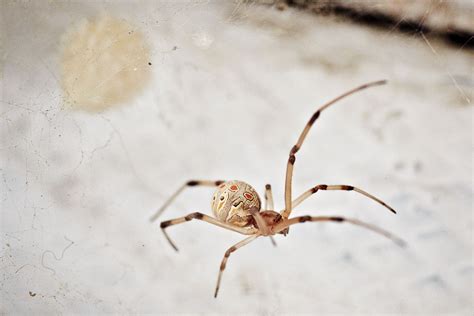 Brown Widow Spider Center For Invasive Species Research