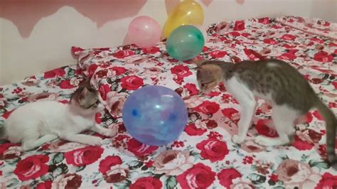 Cat Vs Balloon Kittens Playing With Balloons And Fighting