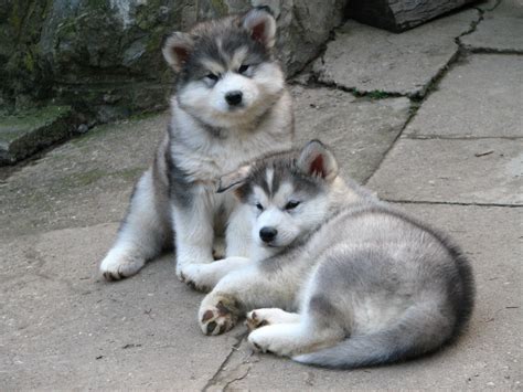 Adorable Alaskan Malamute Puppies For More Cute Puppies Check Out Our