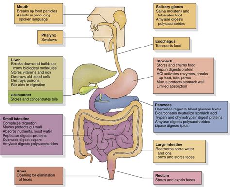 Gastrointestinal Function Basicmedical Key