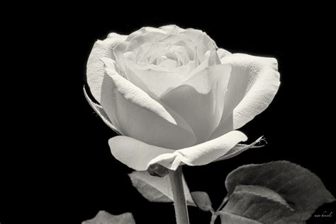 Nur fotos, vektoren oder psd anzeigen. Die Rose Schwarz Weiss Foto & Bild | pflanzen, pilze ...