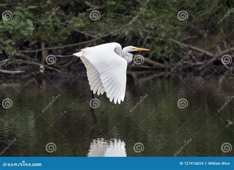 Large White Great Egret Heron Bird Flying Stock Photo Image Of
