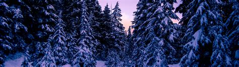 Pine Trees Wallpaper 4k Snow Covered Purple Sky Sunset Winter 5k