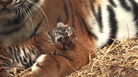 Amur Tiger Cubs Woburn Safari Park Part 2 Youtube
