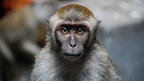 Pc version mac version notes: Monkeys provide new clues toward elusive HIV vaccine, cure ...