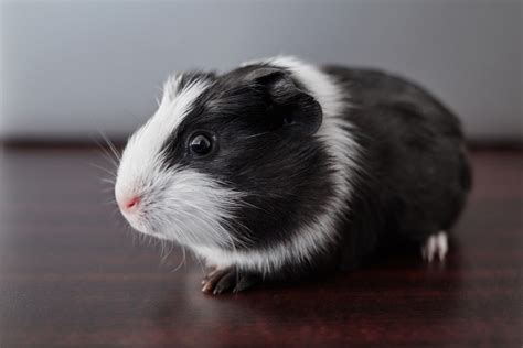 American Guinea Pig Facts Size Color Lifespan Pictures