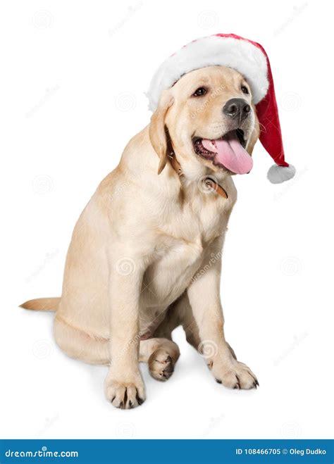 Seated Labrador Retriever Wearing A Santa Hat Stock Image Image Of