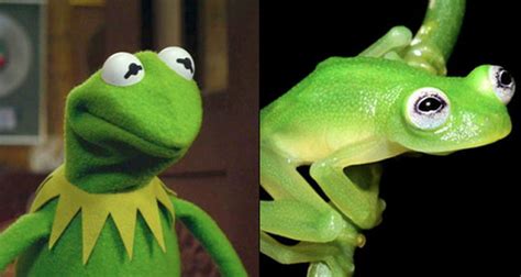 Hes Alive Newly Discovered Frog Resembles Kermit Rock N Roll