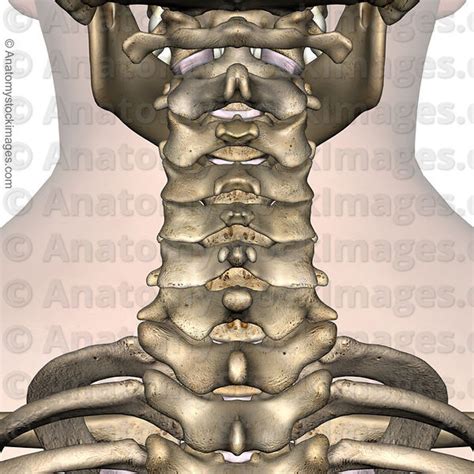 Anatomy Stock Images Neck Spinous Process Facet Joint Joints