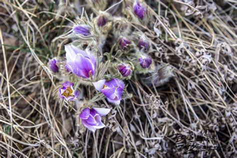 Pasque Flowers Prairie Crocus To Herald Spring Beautiful Badlands Nd