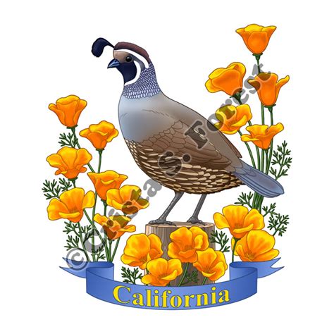 Crista Forests Animals And Art California State Bird And Flower Color