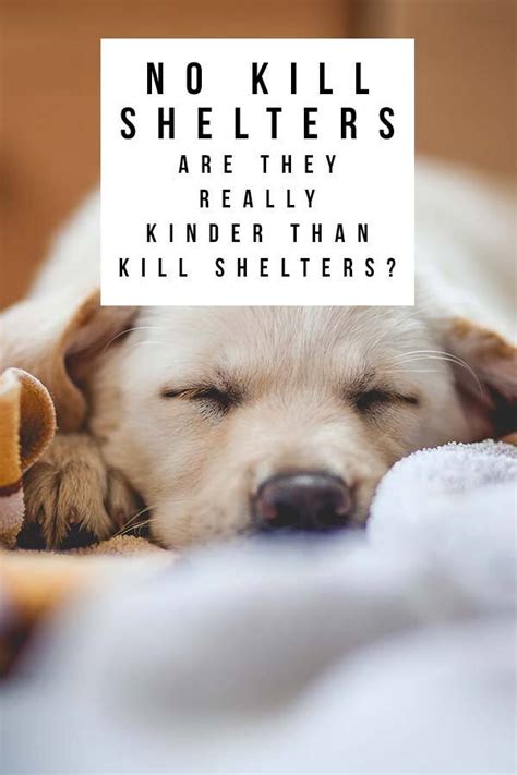 no kill shelters are they really kinder than kill shelters