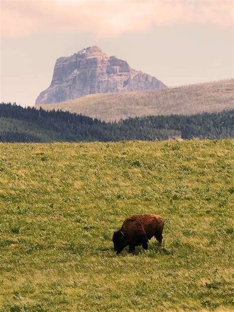 Temperate Grasslands World Biomes The Wild Classroom