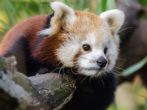 Creating The Red Panda Community Forest Rainforest Trust