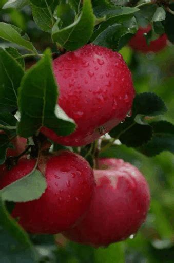 Fruit Trees Home Gardening Apple Cherry Pear Plum Tree Bearing