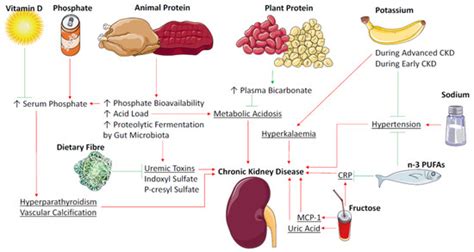 If proteinuria is detected, your doctor will want to monitor whether the protein levels are persistently high to assess whether you have. Nutrients | Special Issue : Nutrition and Chronic Kidney ...