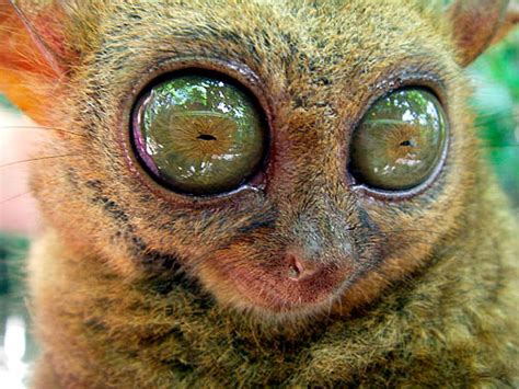 Big Eye Lemur