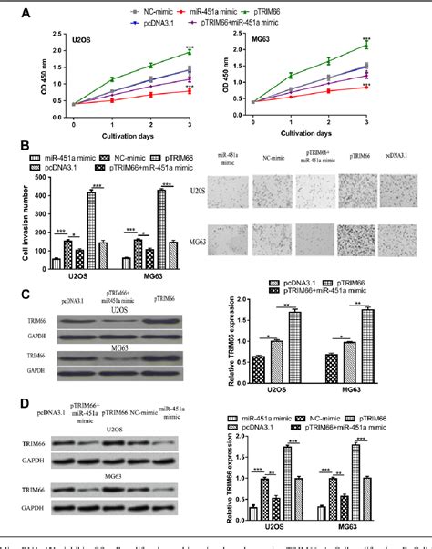 figure 1 from mir 451a inhibits the growth and invasion of osteosarcoma via targeting trim66