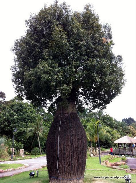 Toborochi Tree Için 36 Fikir Ağaç Yaşlı Ağaç Bi̇tki̇