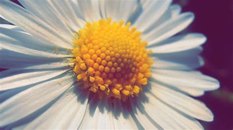 Close Up Photography Of White Daisy Hd Wallpaper Wallpaper Flare