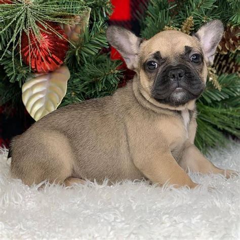 French Bulldog Puppies For Sale | Orlando, FL #328168