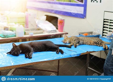 **the aspca is committed to prioritizing the health and safety of the community, the animals in our care, as well as spay/neuter: Cat Neutering Surgery By Veterinary Surgery Beds, Select ...