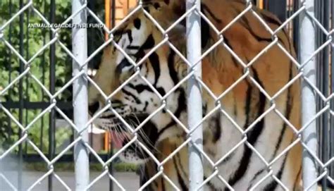 Msnbc On Twitter There Are More Tigers In Captivity In America Than