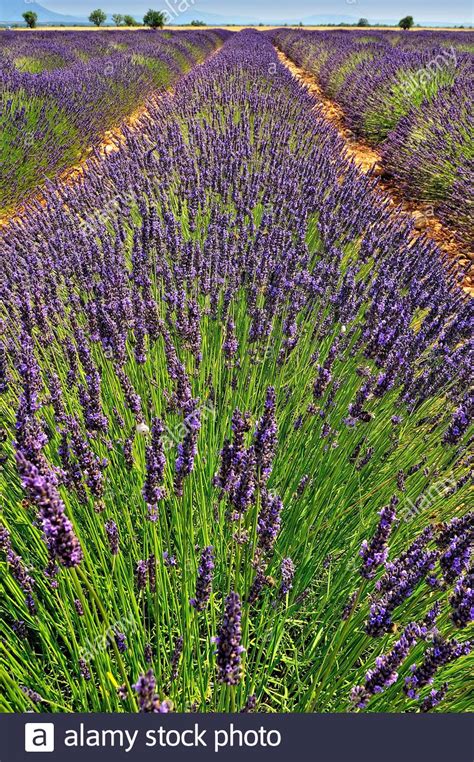 Mediterranean Lavender Cultivation High Resolution Stock Photography