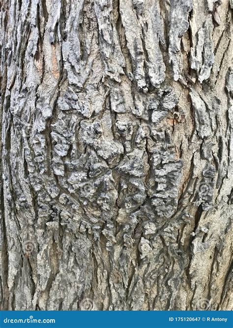 A Beautiful Tree Bark Stock Image Image Of Layer Bark 175120647