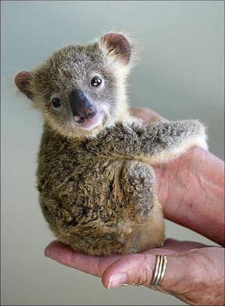 Koala baby angie