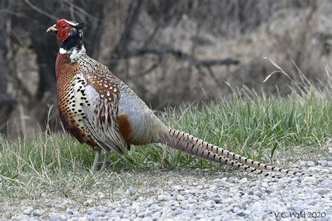 Ring Necked Pheasant Ring Necked Pheasants Were Introduced Flickr