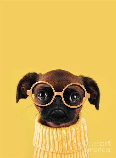 Funny Dog With Glasses Photograph By Retales Botijero Fine Art America