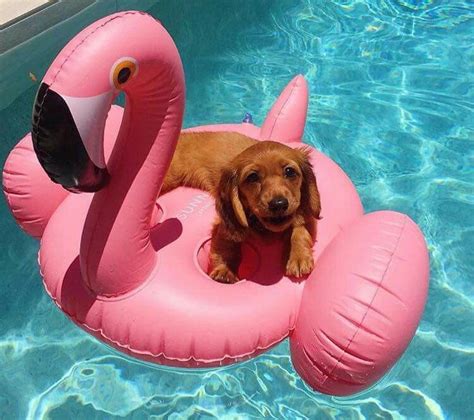 Pin By Bazari On Summer Summer Summertime Dog Pool Floats Dog Pool