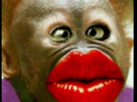 We did not find results for: SWEET | Funny monkey pictures, Monkey pictures, Monkeys funny
