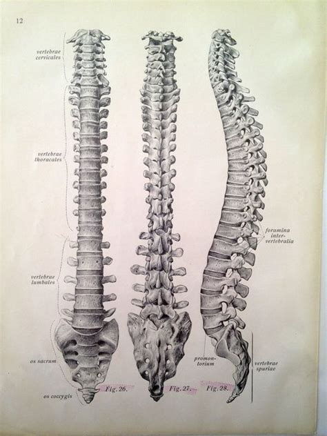 The human body is made up of many cells, so it is an example of a multicellular organism. This drawing of the spine is everything. | Skeleton ...
