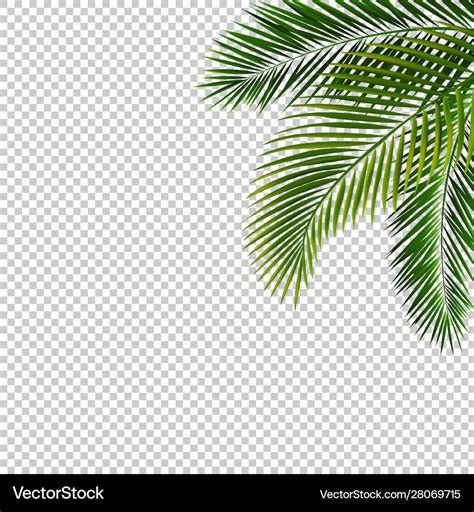 Border With Palm Leaf Isolated Transparent Vector Image