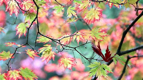 Beautiful Green Red Leaves Tree Branches Blur Background Nature Hd