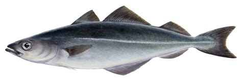 Groundfish Species