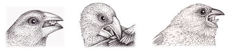 Comparison Of Beak Use In Darwins Finches Lizzie Harper
