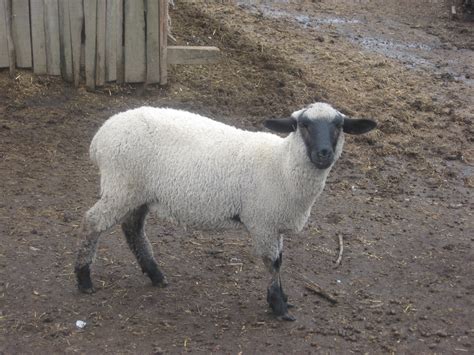 Filesuffolk Sheep Oveja Borrega Wikimedia Commons