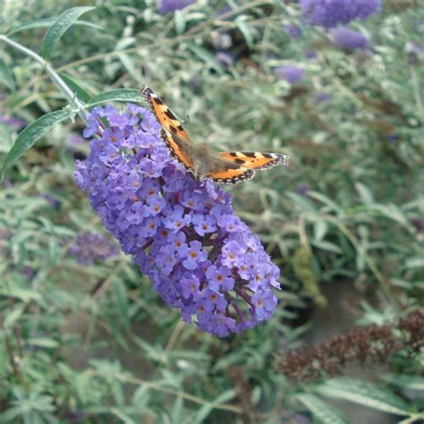 Check spelling or type a new query. Buddleia davidii Nanho Blue - Arbre aux papillons nain à ...