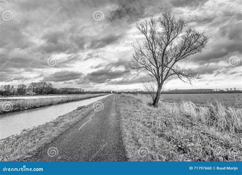 Monochrome Image Of A Bare Tree Along A Narrow Path Stock Photo Image