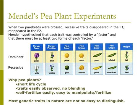 Ppt Genes And Traits Powerpoint Presentation Free Download Id5522455