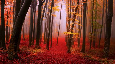 Misty Autumn Forest ‹ 배경 화면 ‹ 야돌이닷컴