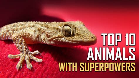 Top 10 Animals With Super Powers Youtube