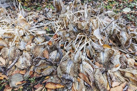 What are the advantages of using kikuyu grass? Can You Cut Back Hostas - Learn How And When To Cut Back A Hosta