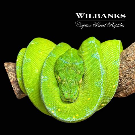 Jayapura Green Tree Python By Wilbanks Captive Bred Reptiles Morphmarket