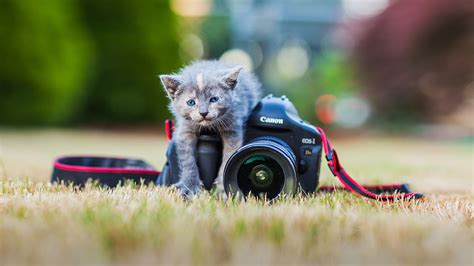 Pet Photography Tips Ideas For Your Cat And Dog Photoshoot Bidun Art