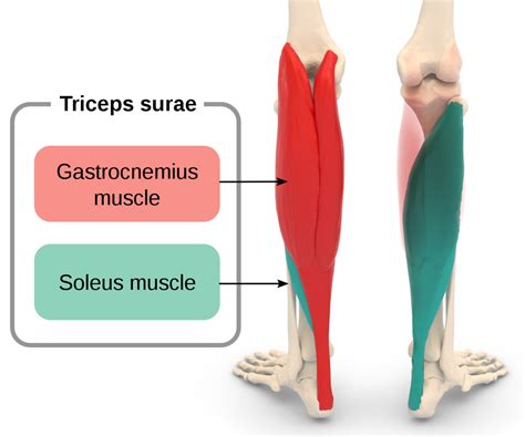 Lower Leg Calf Stretches Gastrocnemius And Soleus